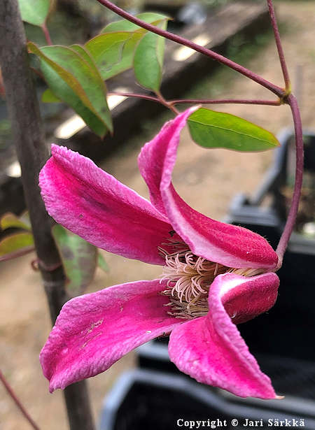 Clematis Texensis-Ryhmä 'Princess Diana', tarhalyhtykärhö